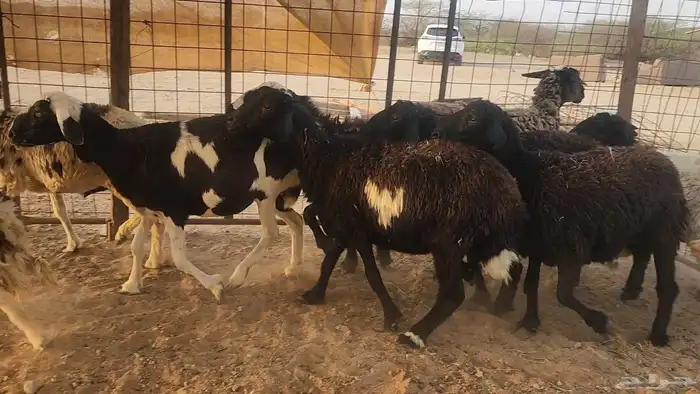 ضان مشروكه طيبات دفيع ع الفحص سونار 2