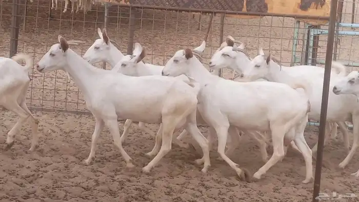 معزا بيشيه برص تم البيع 25