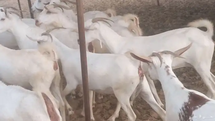 معزا بيشيه برص تم البيع 12