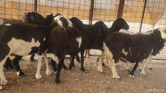 ضان مشروكه طيبات دفيع ع الفحص سونار 0