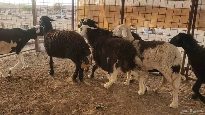 ضان مشروكه طيبات دفيع ع الفحص سونار 17