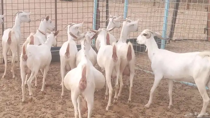 معزا بيشيه برص تم البيع 26