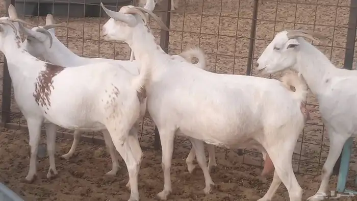 معزا بيشيه برص تم البيع 28