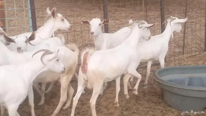 معزا بيشيه برص تم البيع 29