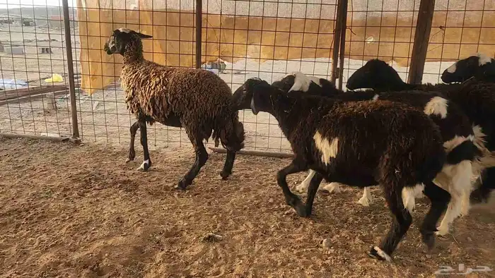 ضان مشروكه طيبات دفيع ع الفحص سونار 10