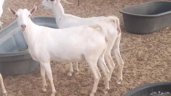 معزا بيشيه برص تم البيع 21