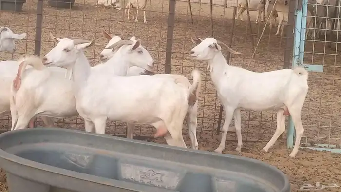 معزا بيشيه برص تم البيع 31