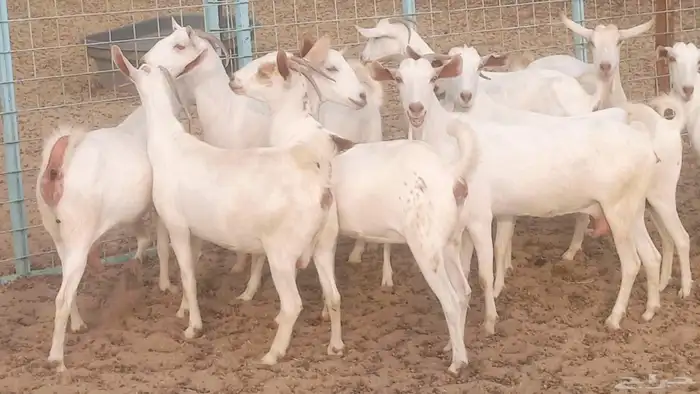 معزا بيشيه برص تم البيع 2