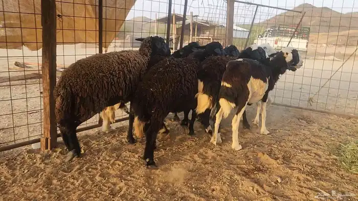 ضان مشروكه طيبات دفيع ع الفحص سونار 7