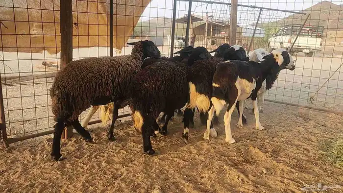 ضان مشروكه طيبات دفيع ع الفحص سونار 4