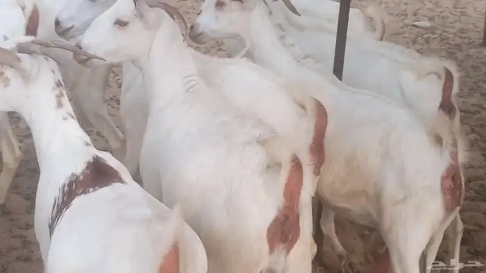 معزا بيشيه برص تم البيع 11