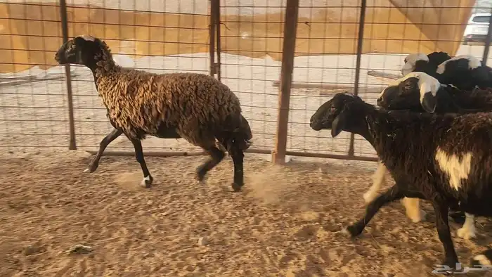 ضان مشروكه طيبات دفيع ع الفحص سونار 12