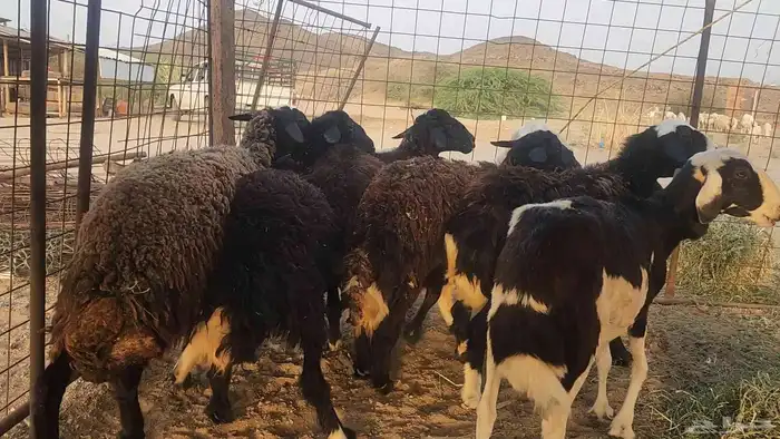 ضان مشروكه طيبات دفيع ع الفحص سونار 8