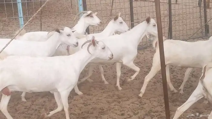 معزا بيشيه برص تم البيع 18