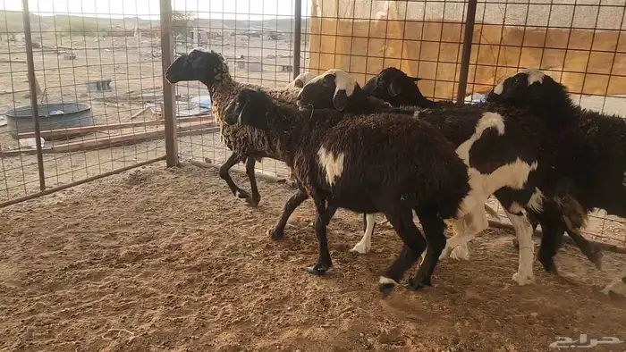 ضان مشروكه طيبات دفيع ع الفحص سونار 15