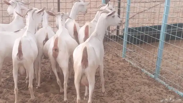 معزا بيشيه برص تم البيع 22