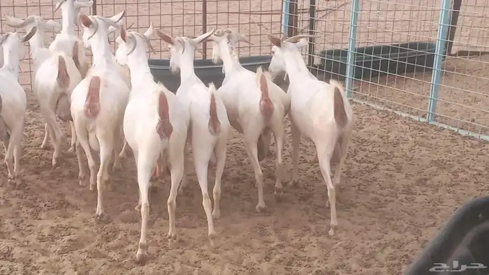 معزا بيشيه برص تم البيع 35