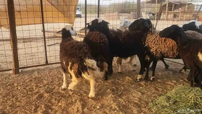 ضان مشروكه طيبات دفيع ع الفحص سونار 9