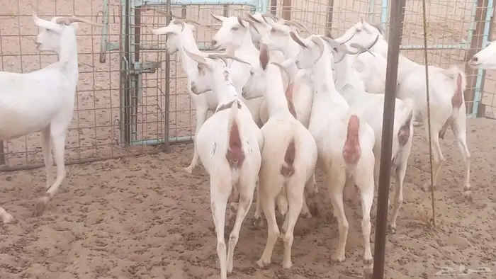 معزا بيشيه برص تم البيع 30