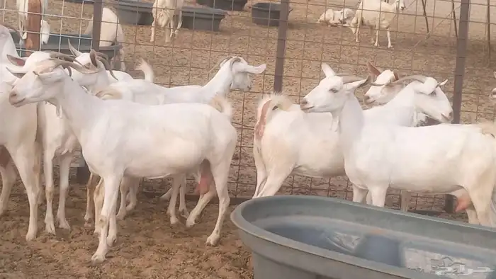 معزا بيشيه برص تم البيع 32