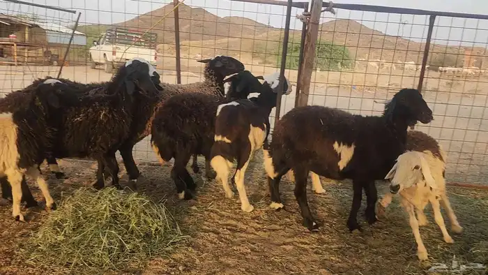 ضان مشروكه طيبات دفيع ع الفحص سونار 11