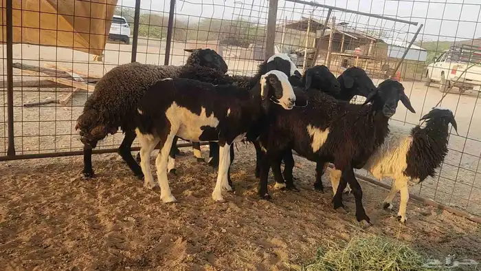 ضان مشروكه طيبات دفيع ع الفحص سونار 13