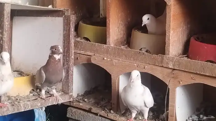 حمام فاخر مشكل 0