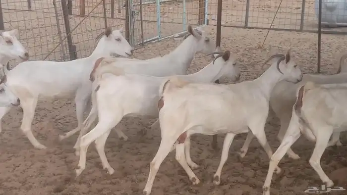 معزا بيشيه برص تم البيع 17