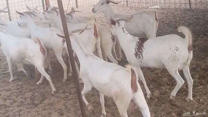 معزا بيشيه برص تم البيع 8