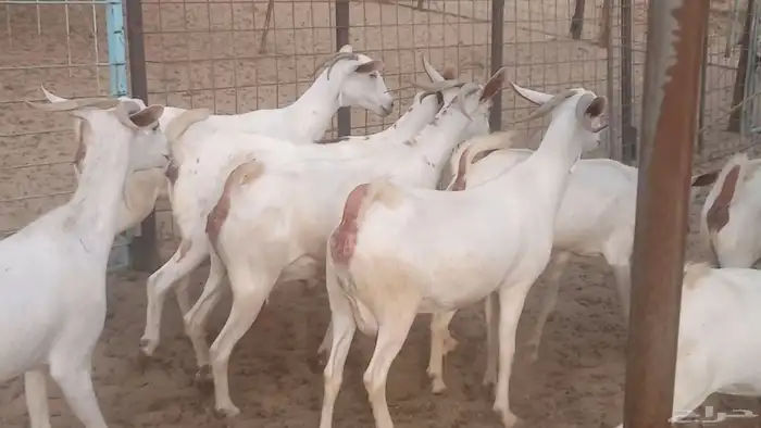 معزا بيشيه برص تم البيع 33