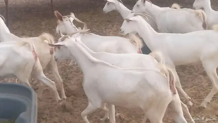 معزا بيشيه برص تم البيع 19