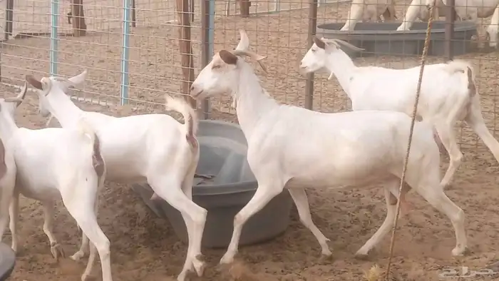 معزا بيشيه برص تم البيع 20