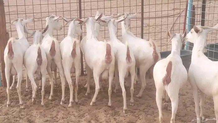 معزا بيشيه برص تم البيع 34