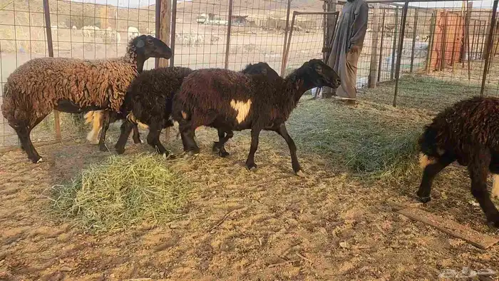 ضان مشروكه طيبات دفيع ع الفحص سونار 6