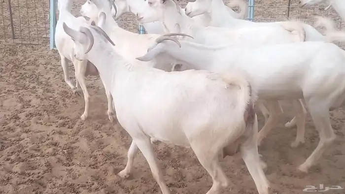 معزا بيشيه برص تم البيع 6