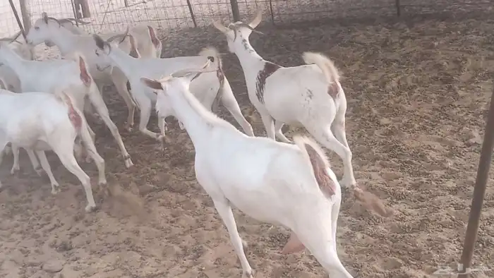 معزا بيشيه برص تم البيع 10