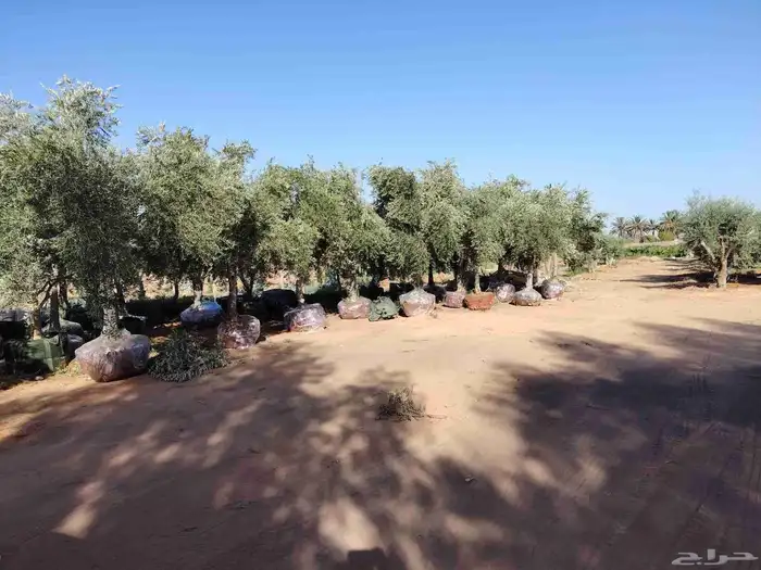 زيون نيبالي 5