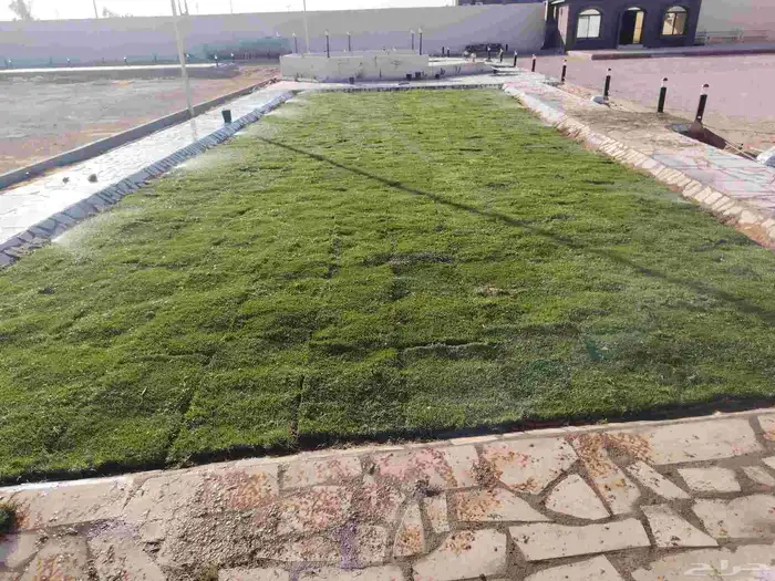 ثيل طبيعيC2000 وانطورو ويباني وزرع طبيعي ونخل واشنطون 0