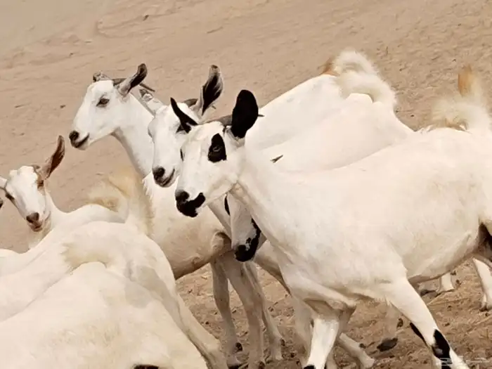 جفار عددها 34 18