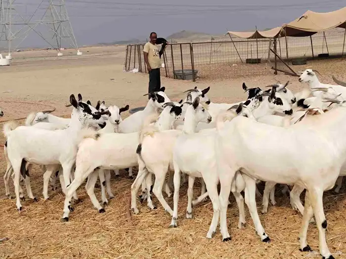 جفار عددها 34 14