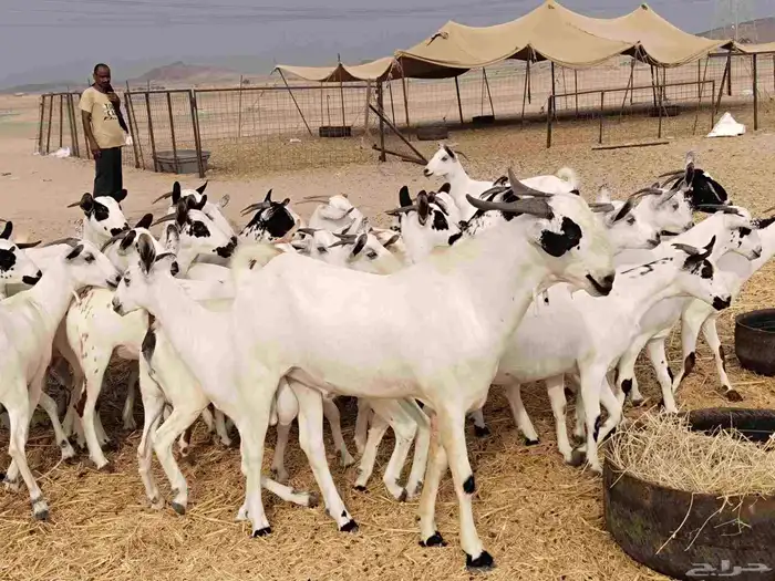 جفار عددها 34 15