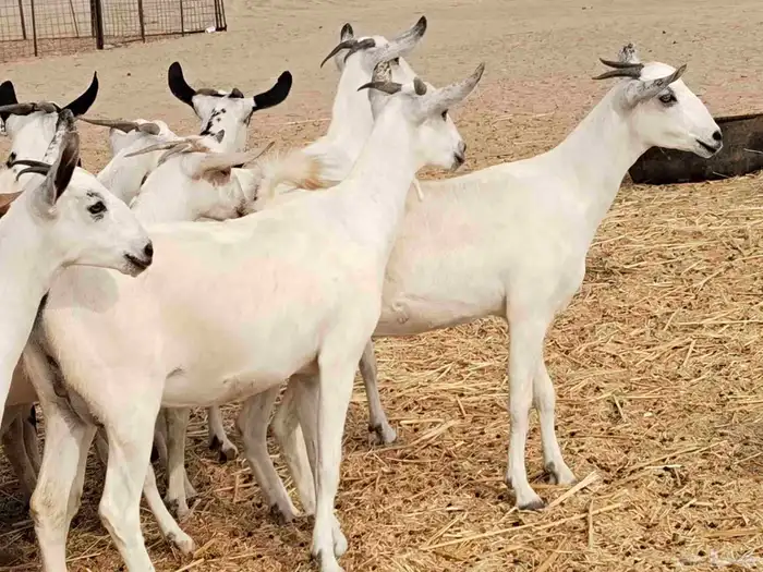 جفار عددها 34 11