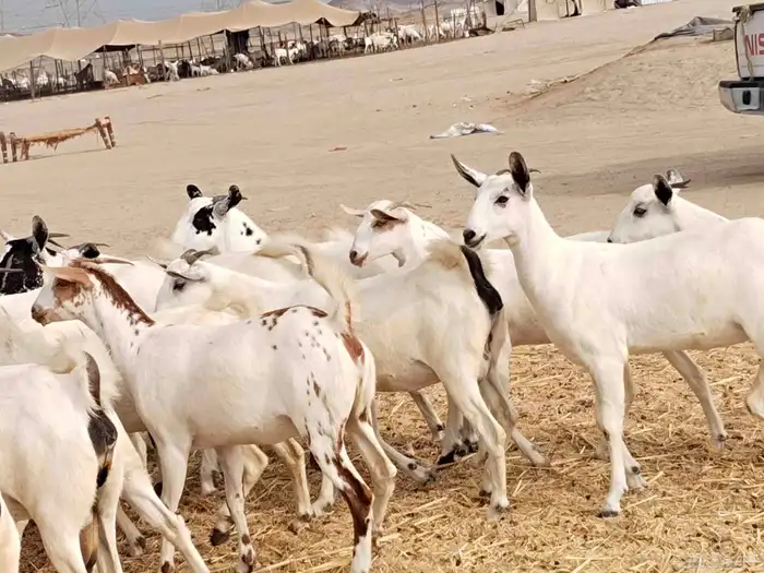 جفار عددها 34 5