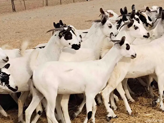 جفار عددها 34 8