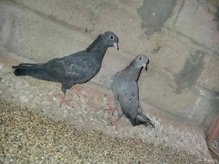 حمام صنعاني 3