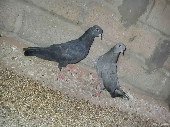 حمام صنعاني 2