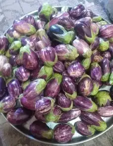 مكدوس للبيع 10