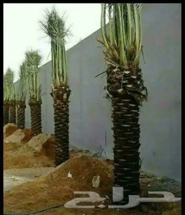 زراعه وحدائق 4