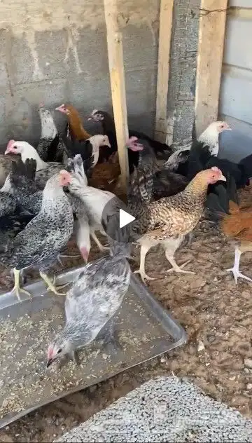 السلام عليكم افلح من ذكر الله وصلى على النبي للبيع ديكه العم 0