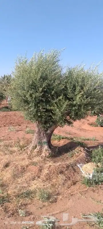 شجر زيتون نيبالي معمر درجه اولا نوصل لجميع انحى المملكه العر 0